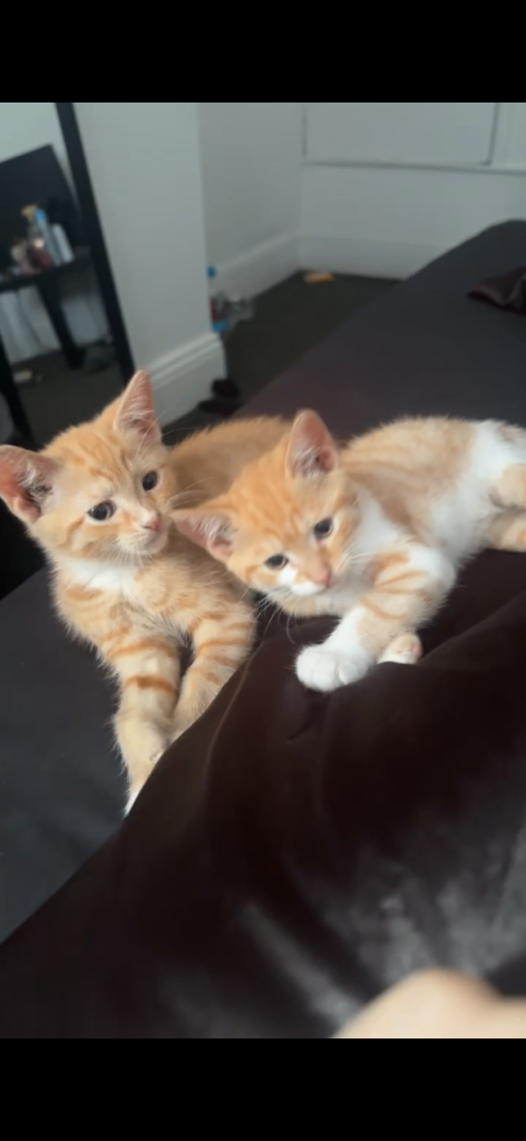 2 fur girls ginger kittens 