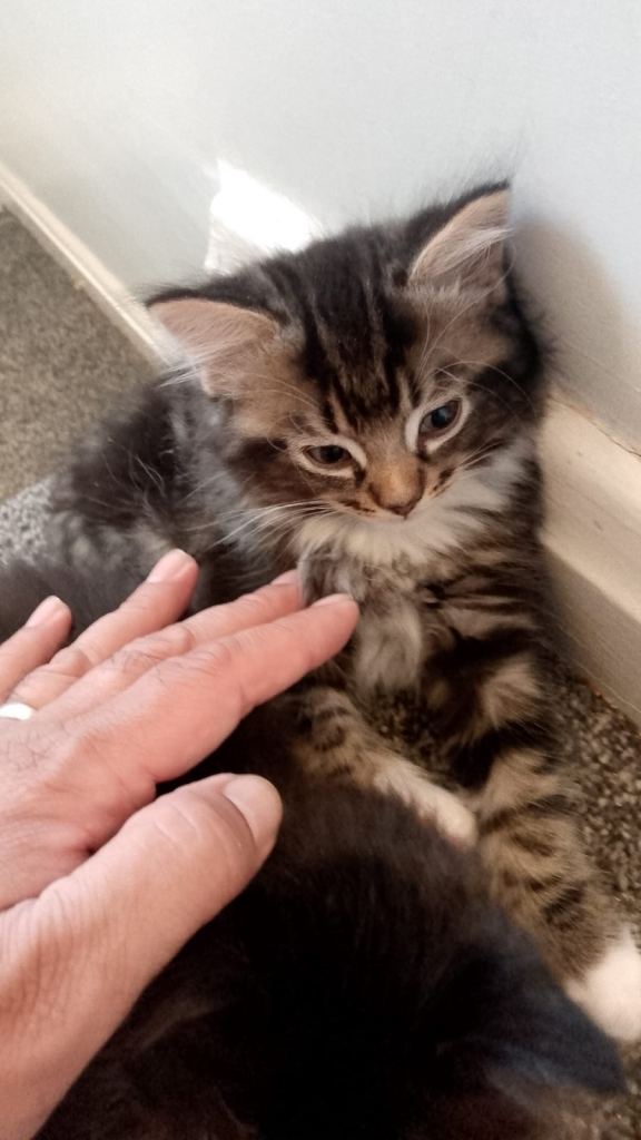 Half ragxoll kittens *2 left