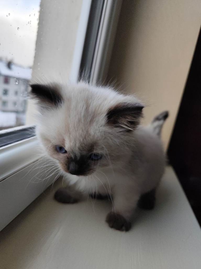 4 Ragdoll kittens