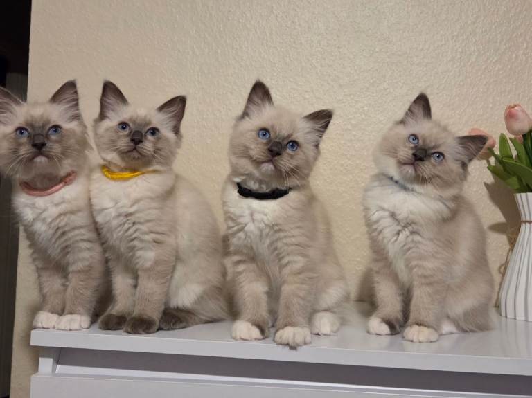 Pure Ragdoll Kittens Available 