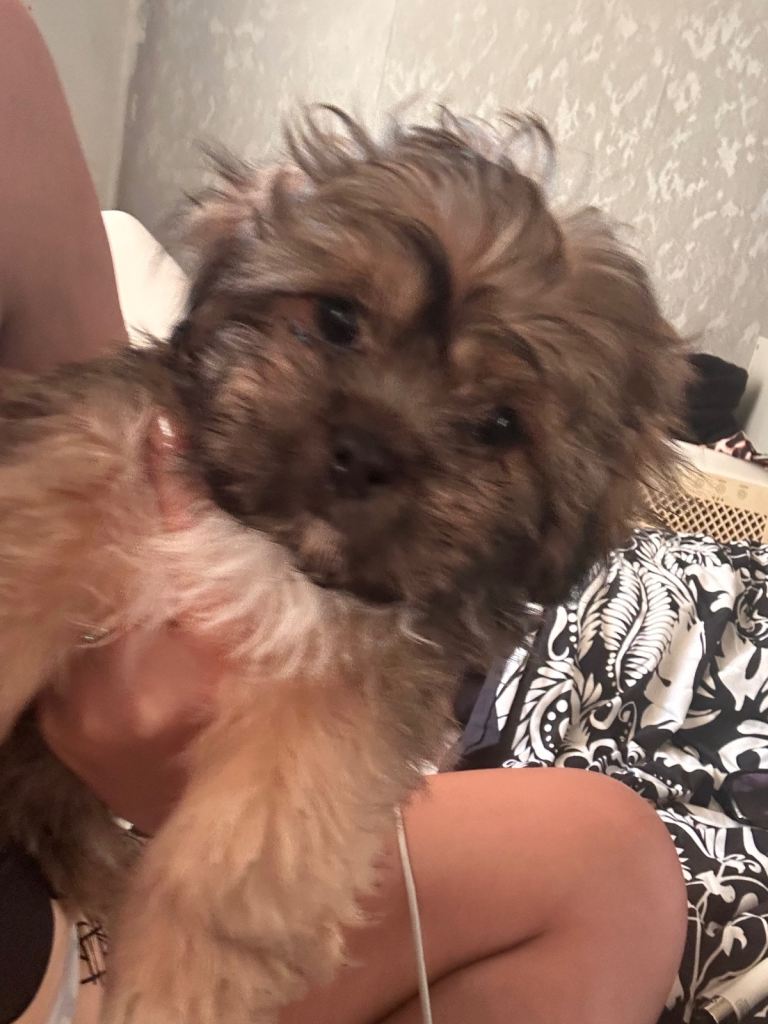 Male Shih Tzu cross lhapo apso pup