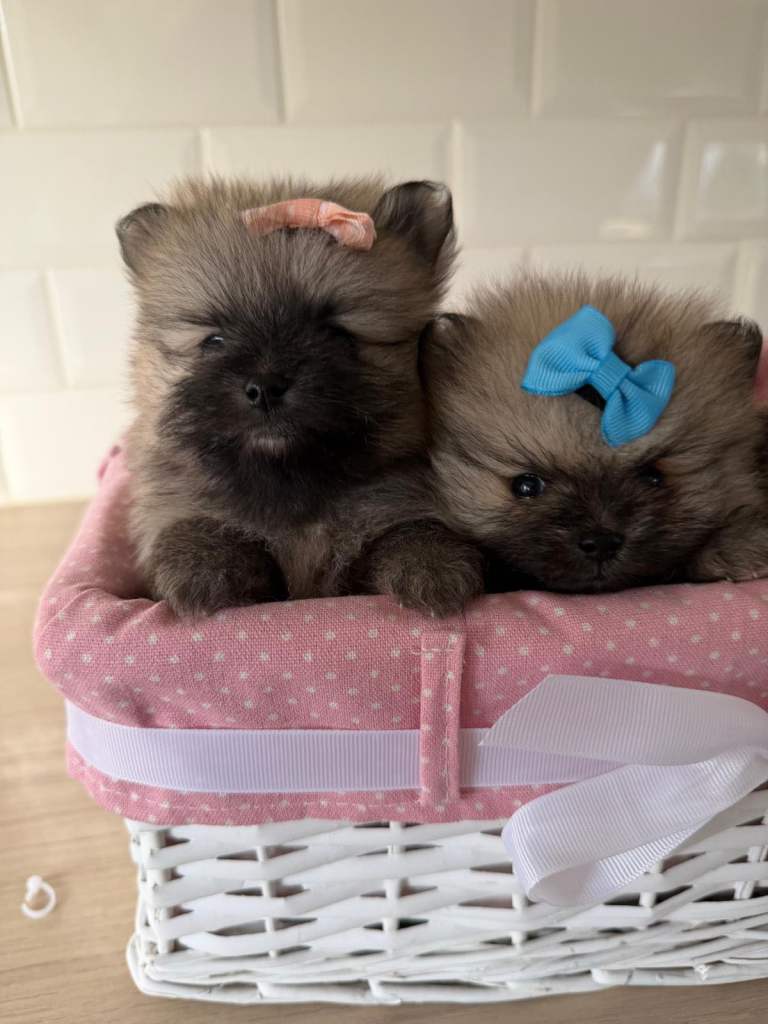 3 month Pomeranian  