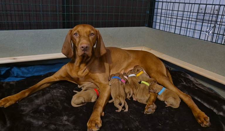 Hungarian Wirehaired Vizsla Puppies 