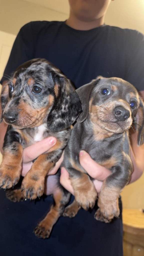 Adorable miniature Dachshund puppies forsale