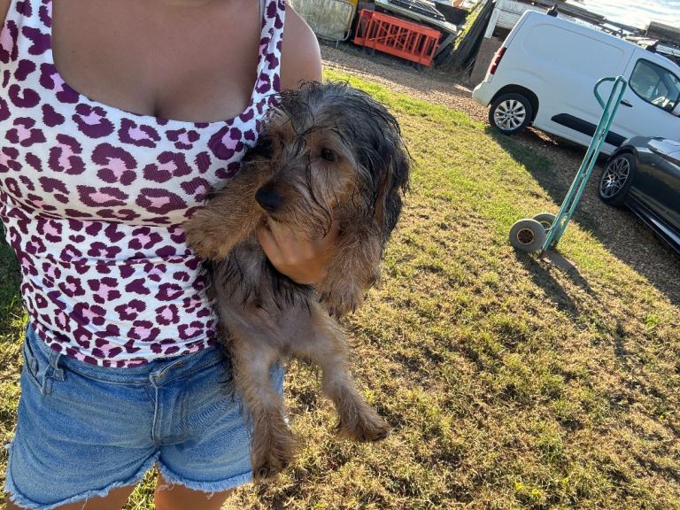 Beautiful Yorkie pup looking for his forever home 
