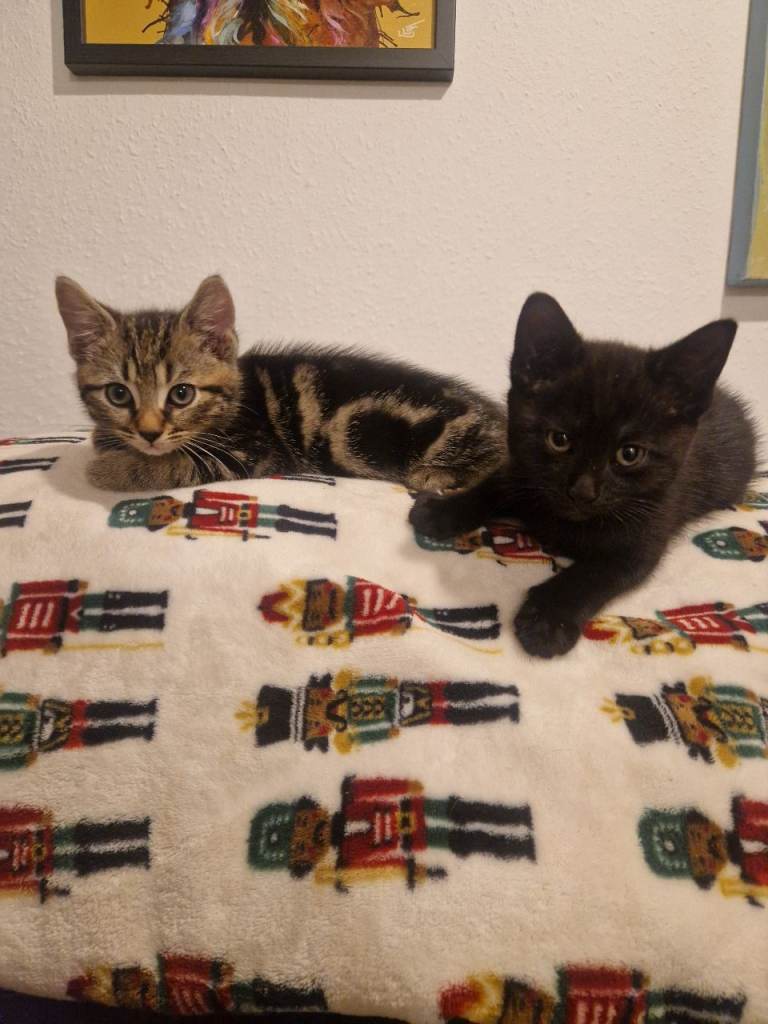 Male kittens