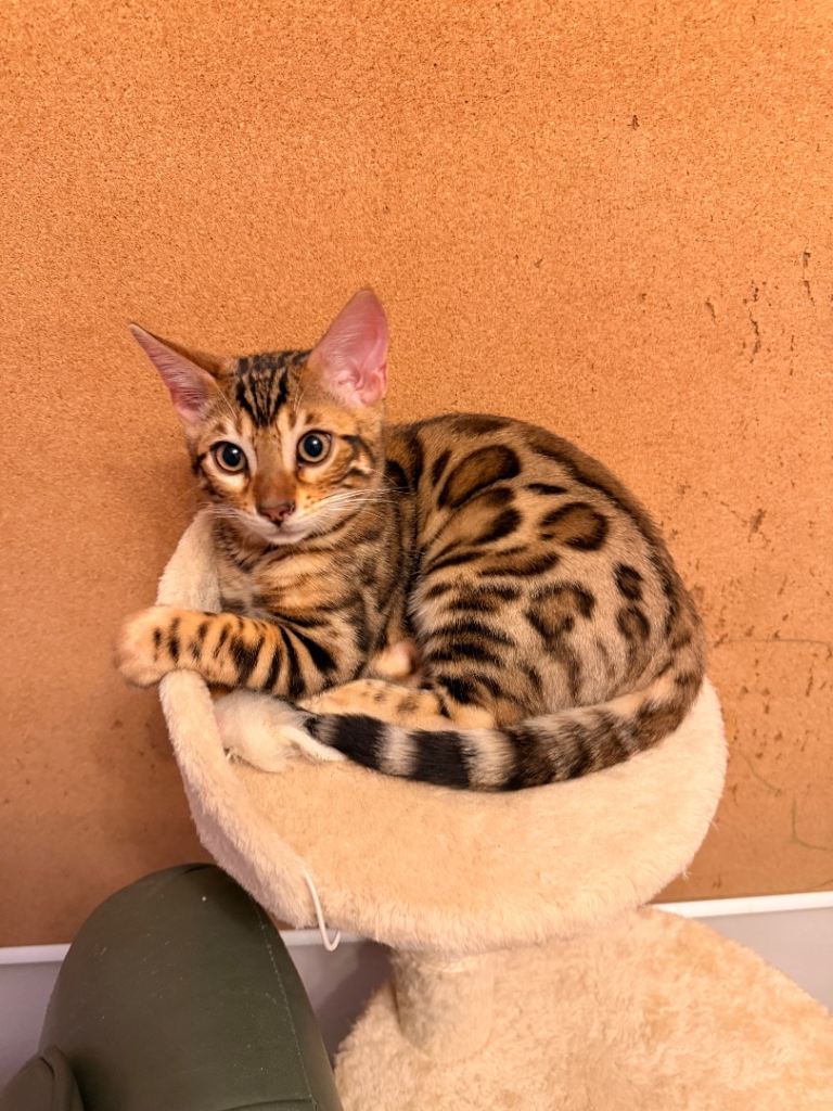Pure bred bengal male kitten 