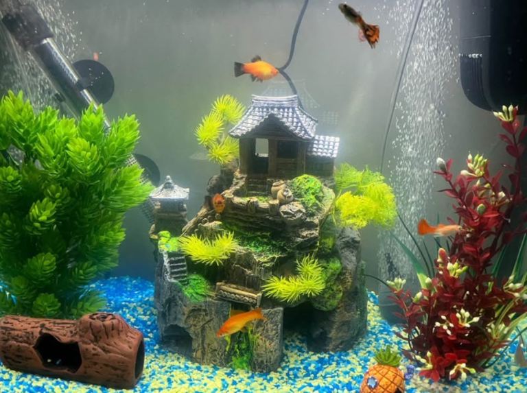 Fish Tank