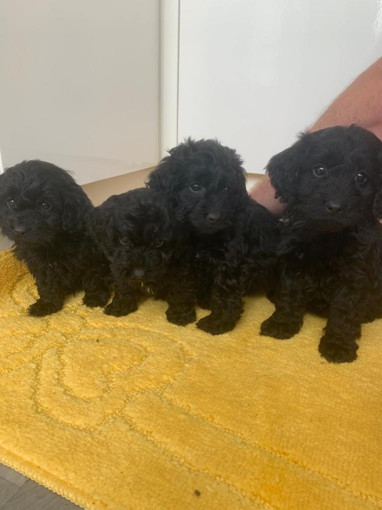 Stunning Cockapoo pups for sale