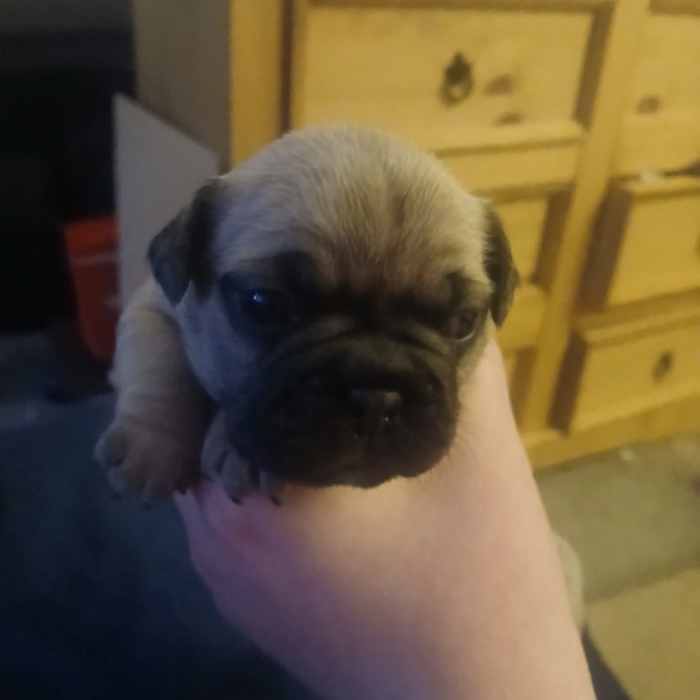 Puppies 3/4 french bulldog 1/4 pug 