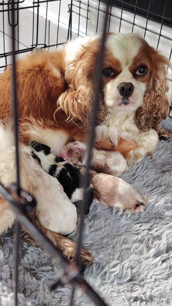 Cavalier king Charles 
