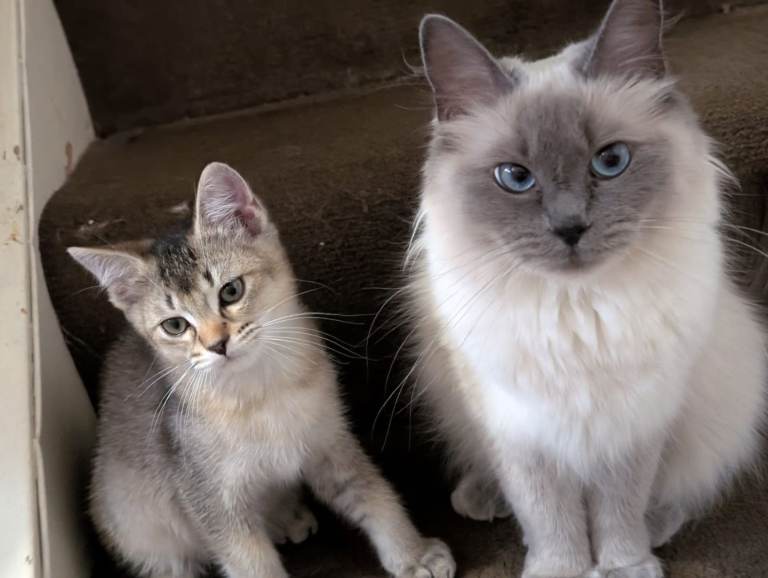 Male kitten for sale