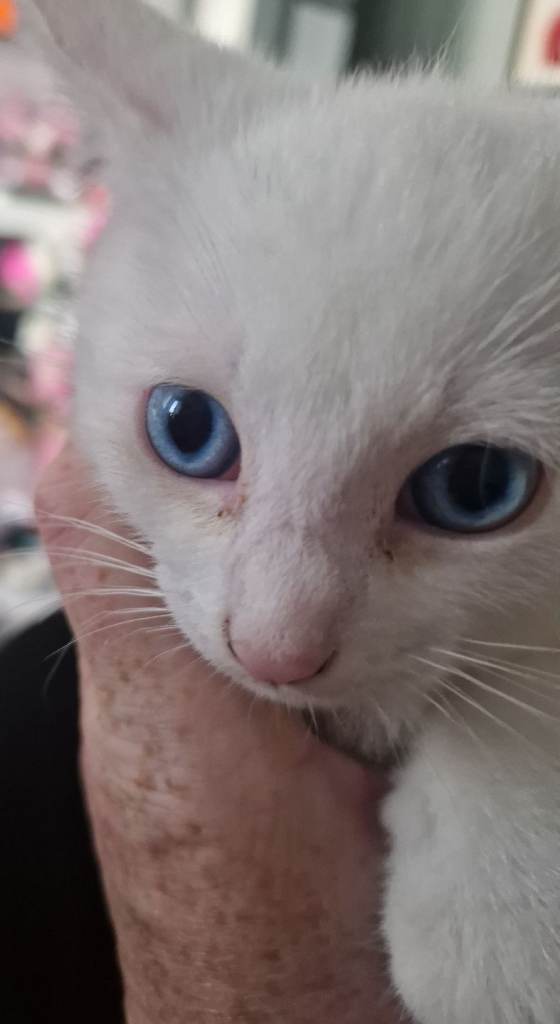 Kittens