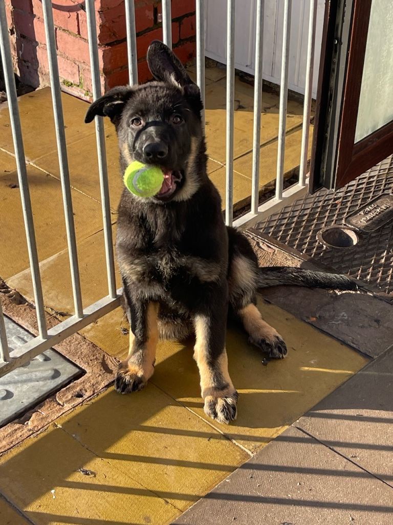KC Registered German Shepherd Puppies