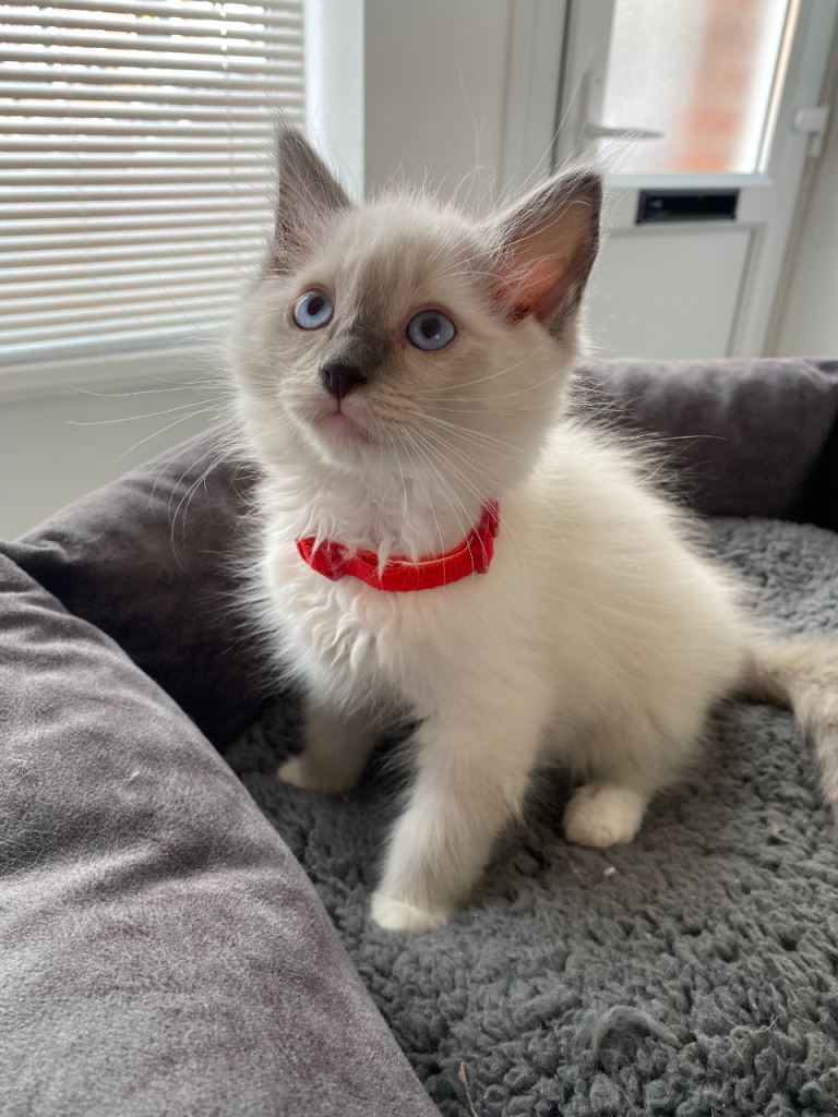 ragdoll 