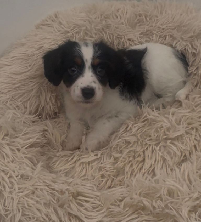 Jackapoo puppies 