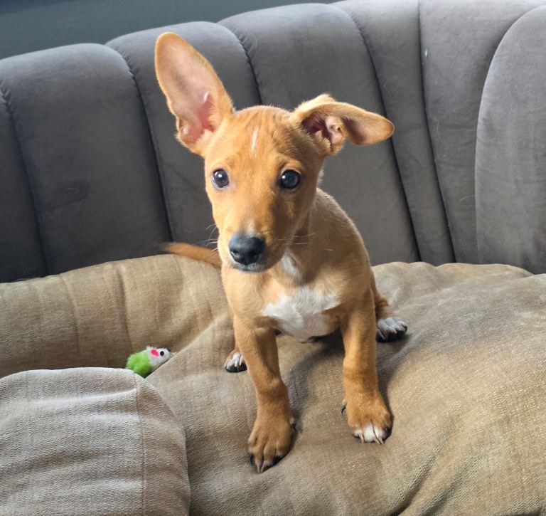 Tommy - Ginger Jack Russell x Dachshund Puppy