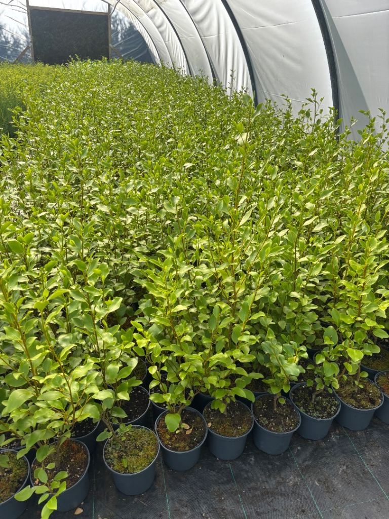 Griselinia hedging plants