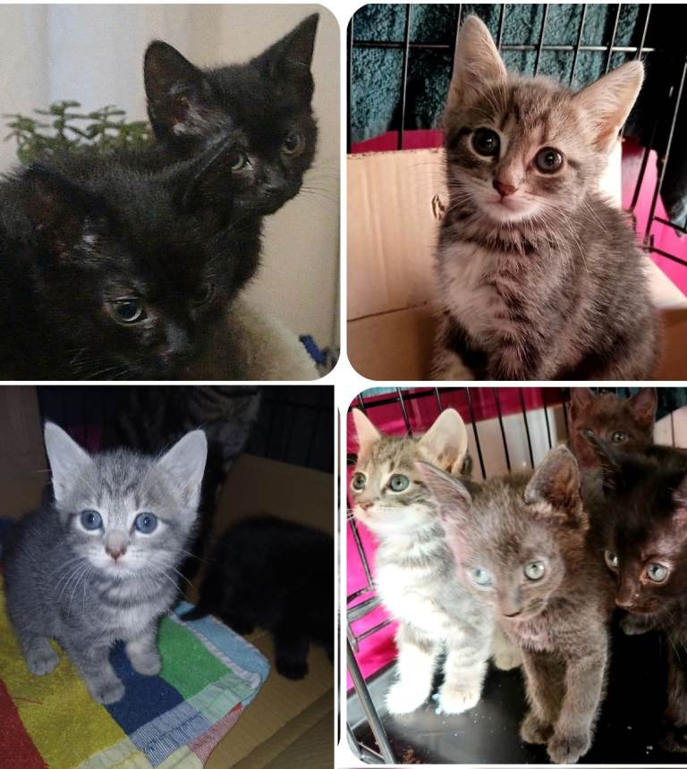 Kittens British Short Hair Bengal Cross