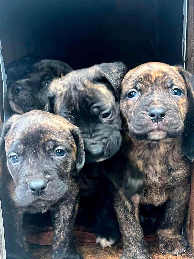 Stunning Cane Corso pups 