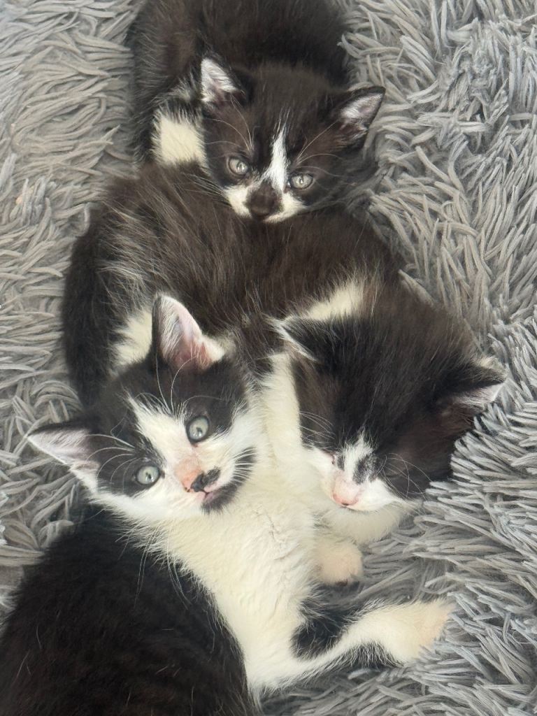 Kittens