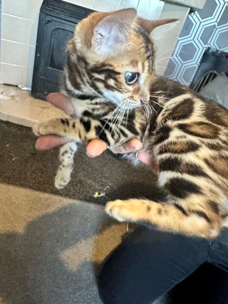 Female kitten for sale!!!