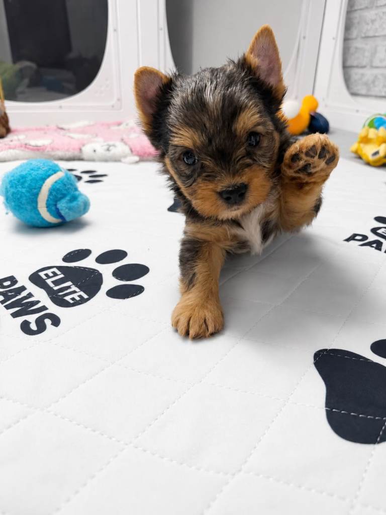 Beautiful merle Yorkshire terrier 