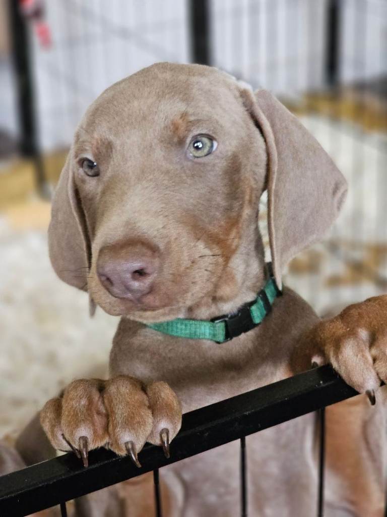 STUNNING KC Registered DOBERMANN PUPPIES Champion Bloodlines