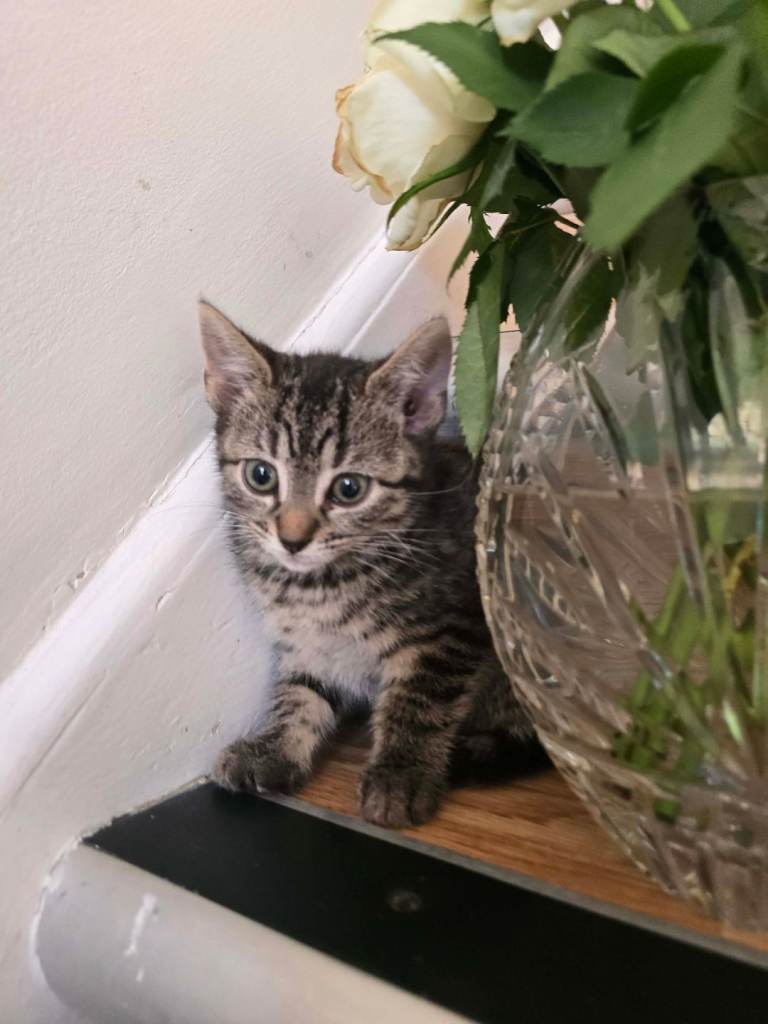 Lovely kittens 