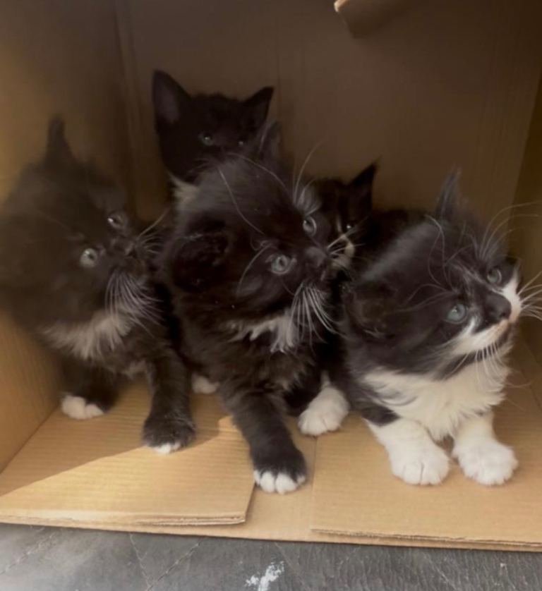 Kittens for sale 