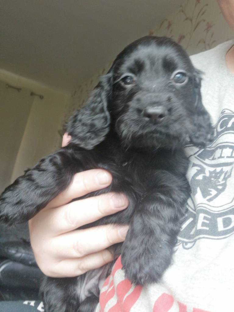 Cocker Spaniel pups for sale.