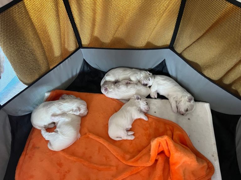 Maltese puppies for sale