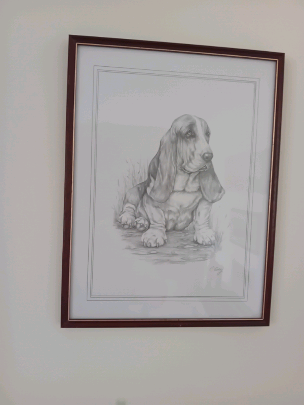 Sketch of Basset hound dog very good condition