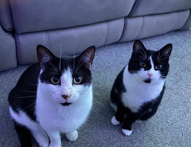 2 beautiful cats need rehoming 