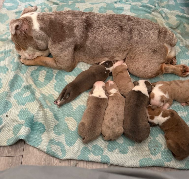 Olde English bulldogge pups for sale for a small fraction of there actual value for the reason below