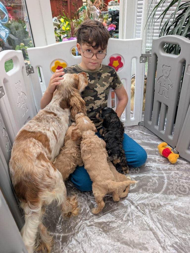 Show type cockapoo puppies DNA clear