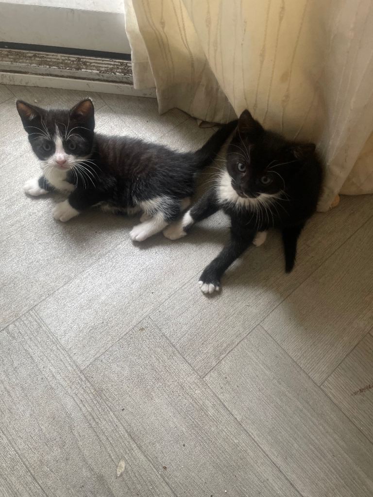 Kittens 