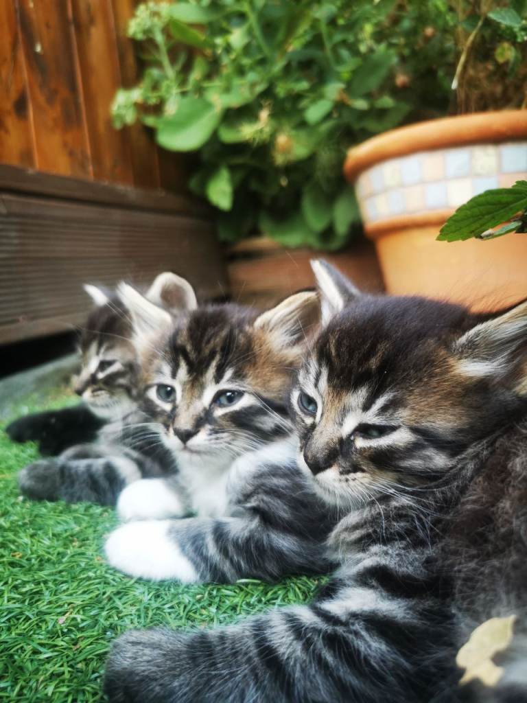 Half Ragdoll kittens 