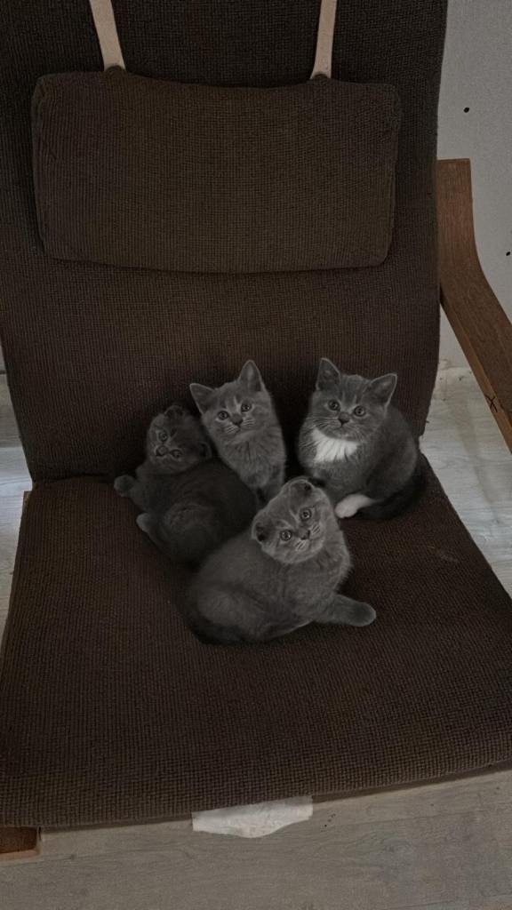 Beautiful British Shorthair mixed , Ready Now 
