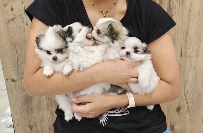 Ready now-Shiranian puppy shih tzu cross pomeranian