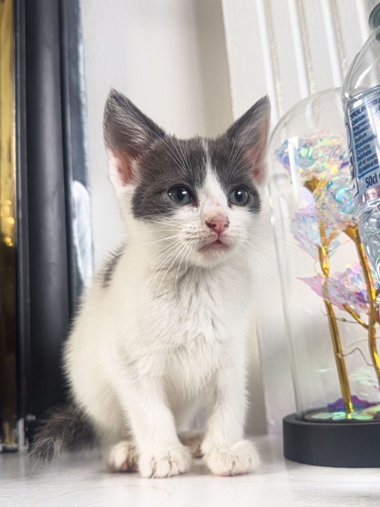 kittens 