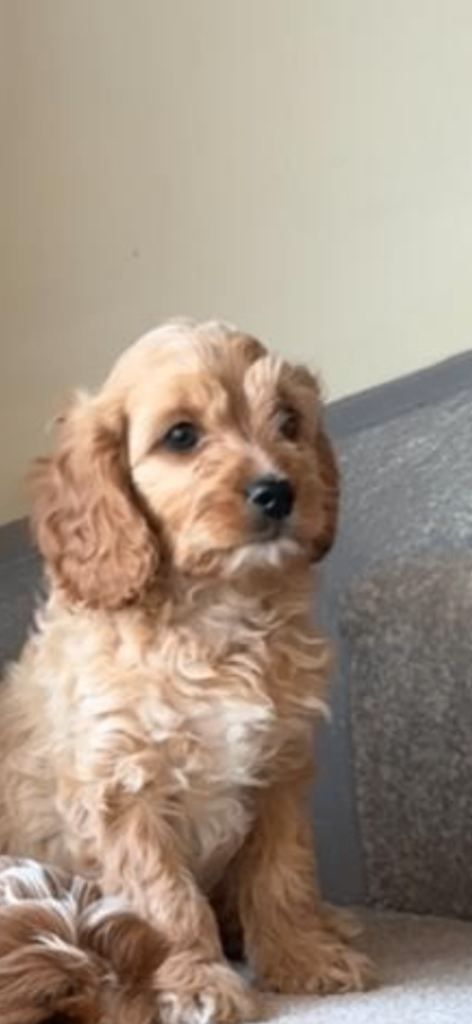 Rubys gorgeous cavapoos | in Stokesley, North Yorkshire | Gumtree