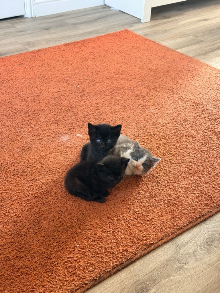 Litter of 6 kittens £100 each