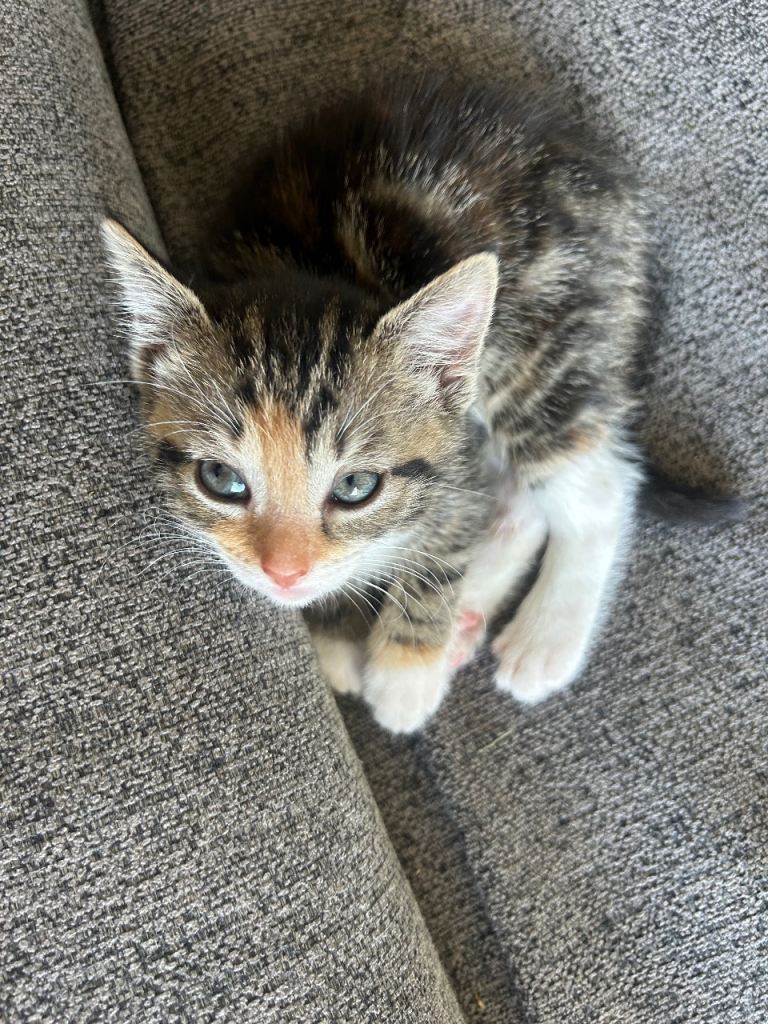 3 kittens for sale 