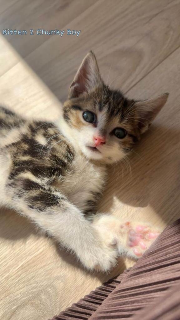 Tabby kittens Urgent