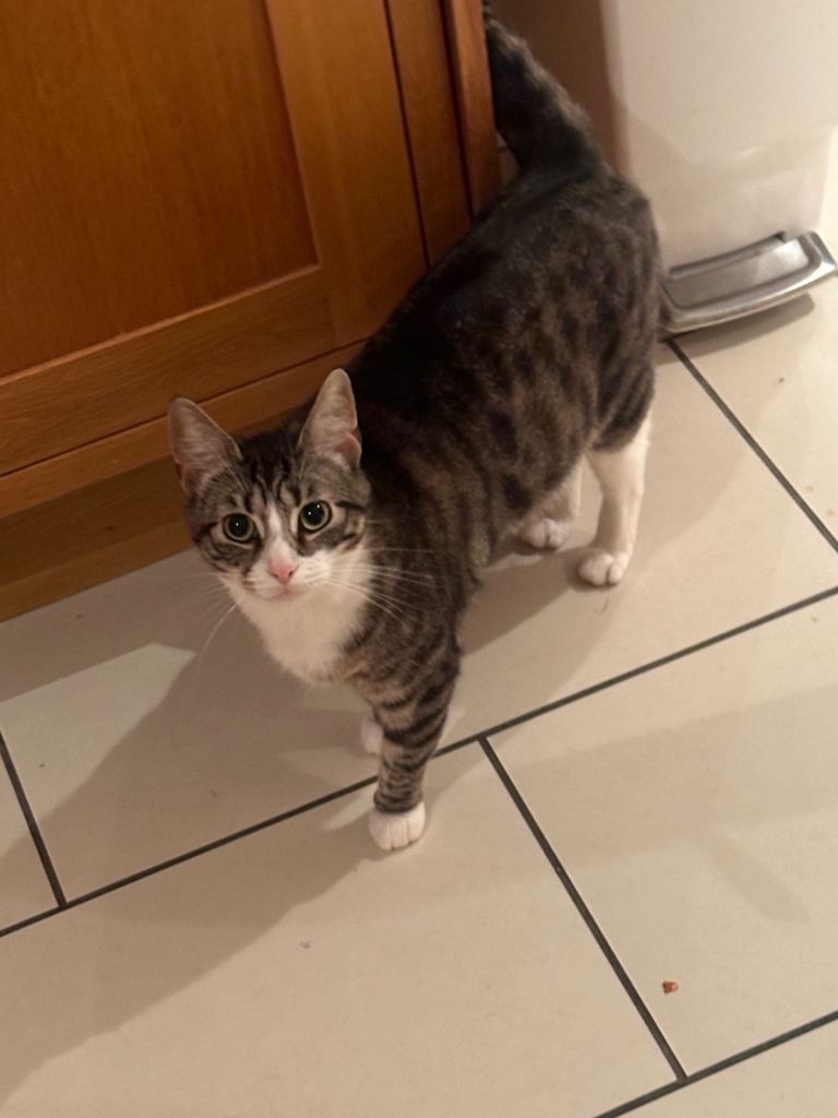 Cat for sale