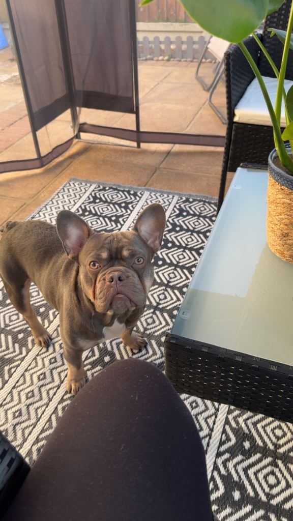 French bulldog 