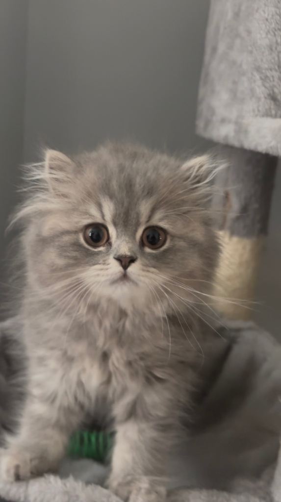 Beautiful bsh kittens for sale ready now 