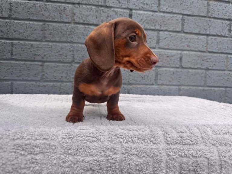 Miniature dachshunds ready to leave now