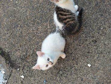 White, Tabby and Black and White Kittens 